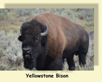 Yellowstone Bison