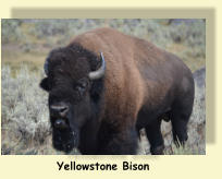 Yellowstone Bison